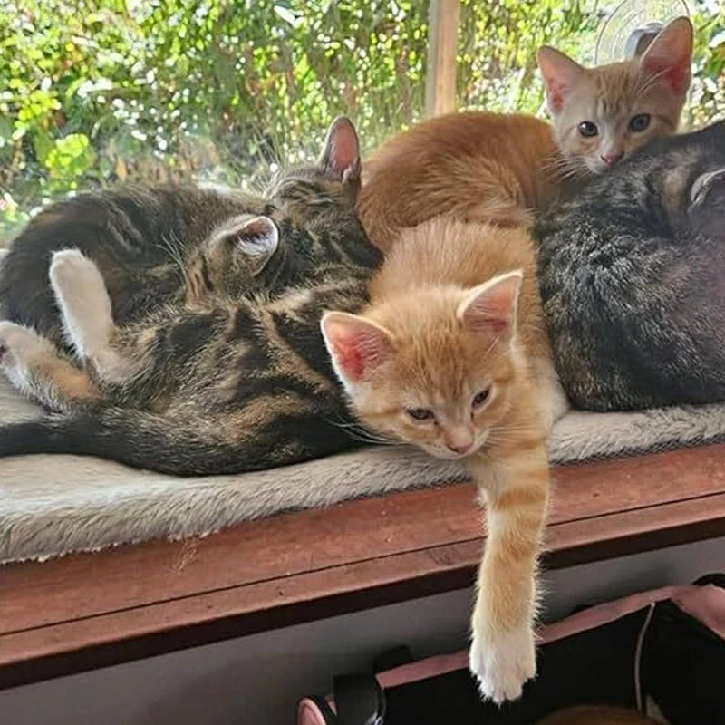 Foldable Cat Window Hammock with Suction Cups - Image 5