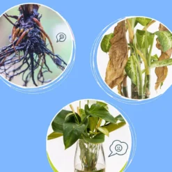 Alternative view of Universal nutrient solution for flowering potted plants