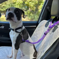 🔥Buy more save more🎁2-in-1 Dog Car Seat Belt & Walking Leash